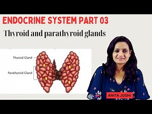 Thyroid and Parathyroid glands | Anatomy & Physiology |T3, T4 | Parathyroid hormone & calcitonin |