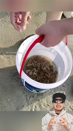 Pesca secreta de la gamba mantis 🦐 #viralreels #tendencia #fblifestyle #usa #eeuu #fyp | Protips Diario