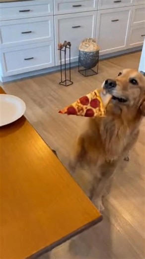 A dog lunges for a pizza slice, but it’s tied to the plate and the dog slides across the floor in total defeat. Made in Klipzi! Create yours now at https://www.klipzi.com #viral #getklipzi #fyp #pet #dogs #pizza | KlipZi
