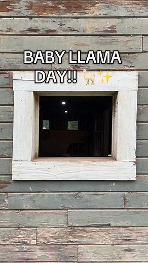 We welcome two young llamas from Ohio to join Topstall dream team! We offer llama walks year round daily south of Seattle #thingstodoinseattle #llamas #llama #animals #coronationday | Topstall Farm