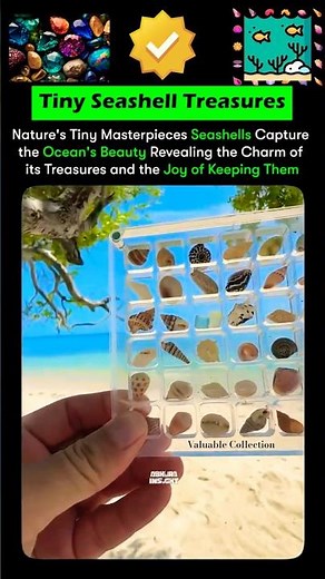 🌊 Discover Tiny Seashells – Ocean’s Beauty in Your Hands 🐚 | Nature’s Mini Marvels #collection
