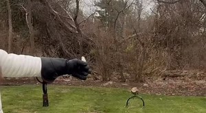 Bella has an almost four-foot wingspan. Mix a barn owl’s silent flight with their precision aim and no mouse is safe. 🐭🦉 Here’s a great view of her wingspan in action. 🪽 Bella is our non-releasable educational ambassador, helping us teach communities about wildlife conservation and the incredible adaptations of native species. 🤎 #barnowl #educationalambassador #barnowlsofinstagram #wildlifeconservation #barnowlflying | Giaquinto Wildlife Center
