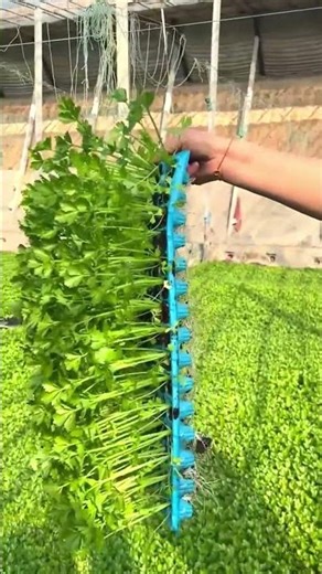 The Secret to Strong Celery: Healthy Roots! 🌱