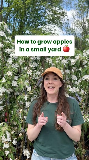 Grow Apples in a Small Yard | Columnar Apple Trees 🍎 #fruitgarden #appleorchard #gardenideas