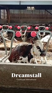 En esta granja de Francia, las vacas de raza Normanda disfrutan al máximo del descanso en sus cubículos DreamStall. 👉 Se tumban con libertad, sin obstáculos. 👉 Estiran las patas cómodamente. 👉 Descansan sin presión sobre la ubre. El bienestar real empieza por un buen descanso. Y DreamStall, de @cowhouse_international está diseñado para eso: adaptar el cubículo al cuerpo de la vaca, no al revés. 📍¿Cómo descansan tus vacas? Confort, salud y producción están más conectados de lo que parece. #An