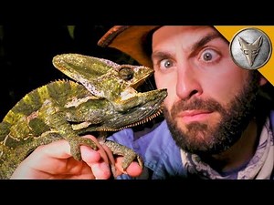 Night of the LIZARDS!