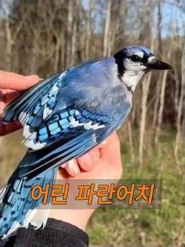 한 남자가 나무 아래에서 어린 새 한 마리를 구조했습니다. #동물 #animals