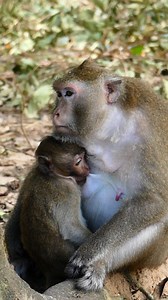 Gladdis nurses GiGi - by the way> monkey Moms decide how long they nurse, not the humans! 12 months - and a bit more - are normal | Lovely Monkey