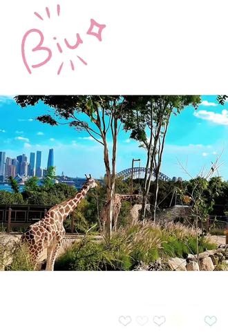 Taronga zoo 的景真的很绝， 每次来悉尼都想去打卡的位置，今天的快乐 也是brunch 给的，超级好吃😋 假期 换个城市🌆换个心情~其实……是 澳洲小孩假期真的太多了😫😫#人生旅记走走看看 #vlog日常 #海外生活 #悉尼 #墨尔本
