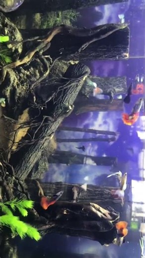 Guppy Paradise: A Vibrant Aquarium Showcase#GuppyLove #AquariumLife #FishTank