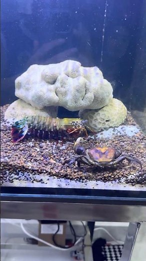 Mantis Shrimp vs Crab | The Most Powerful Punch Underwater 💥