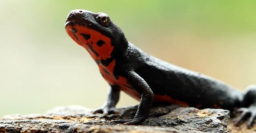 10 Key Facts About Salamanders