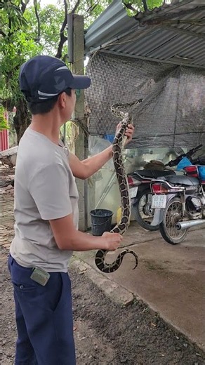 That man keeps a python as a pet.