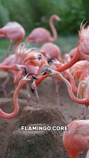 Flamingo 🦩 #flamingo #cute #funny #animals #shorts