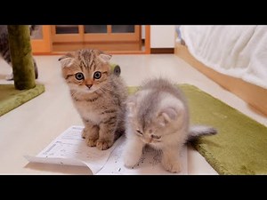 A cute kitten who can't hide his surprise after receiving a gift from a giant cat tower