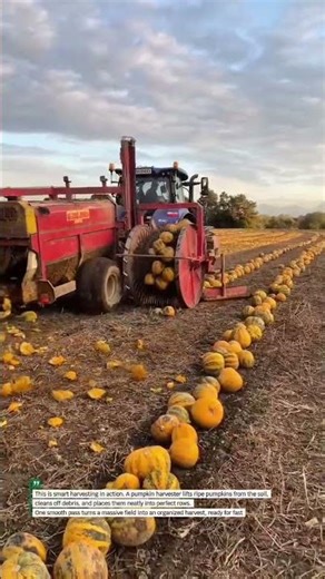 Pumpkin Harvest Machine Lining Up Crops Perfectly #AgriTech #Harvest #Farming