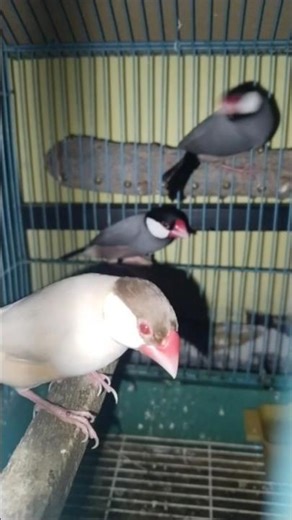 #birdslovers #javasparrow #javasparrowsinthehouse Java Sparrow males Fawn & gray.🚫NFSale!