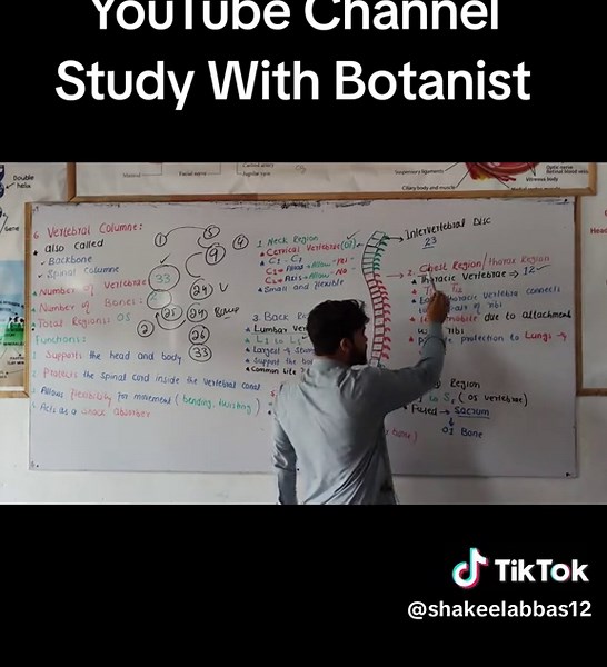 Understanding the Vertebral Column in Biology