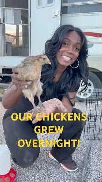 DIY CHICKEN COOP! OFF GRID DESERT HOMESTEAD!