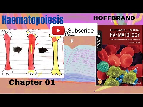 Hematopoiesis|Hoffbrand | Hamatology |lecture 1