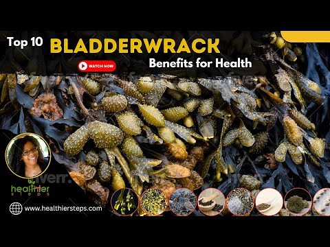 Top 10 Bladderwrack Benefits: Learn More About This Healthy algae!