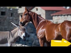 Unlikely Friendship: The Bond Between a Horse and Donkey | Nature's Beauty!