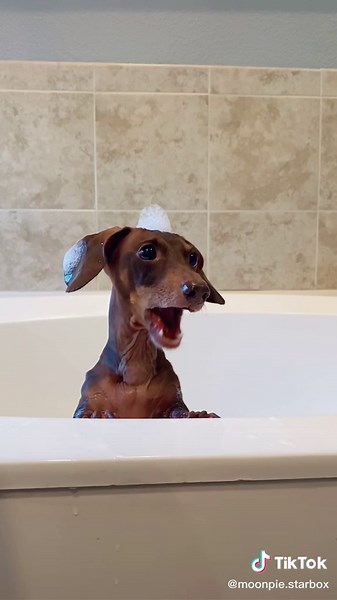 Mesmerizing Star Wars Acapella Performance