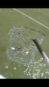 85K views · 805 reactions | 2 Dozen crabs on that run! #crab #trotline | Gigmaster | Facebook