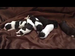 Newborn Chocolate Havanese Puppies!