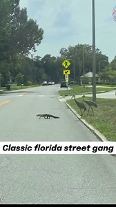 Gator needs some walking around money! #florida | James Weston