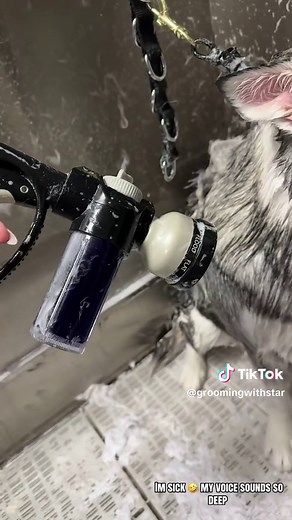Managing Your Husky's Shedding Like a Pro