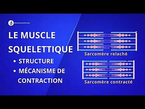 Muscle Squelettique Structure Et Mécanisme de Contraction