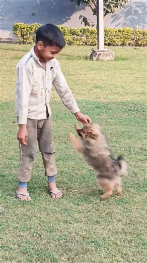 Dogs playing time #dogshorts #dogs #shorts