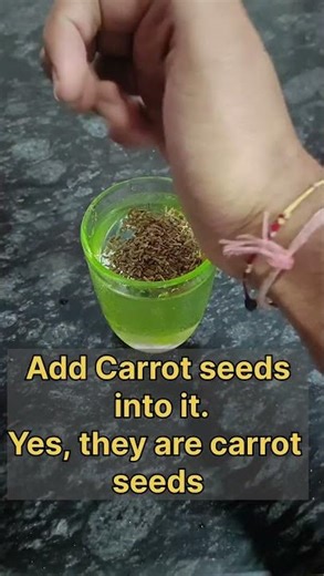 Easy way to grow Carrot Microgreens #carrotmicrogreens #microgreensathome #microgreensjourney
