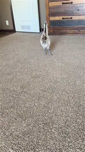 Should I Give My Emu a Treat for Rolling Over?