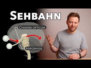 The visual pathway: how does the image reach the brain? (finally understand!)
