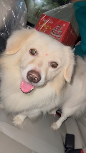 27K views · 668 reactions | Bunny ka cake bunny khud le aya  | Suponaba | Facebook