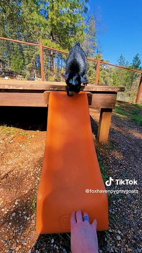 Adorable Pygmy Goats Going Down Slide | Fun Baby Goat Videos