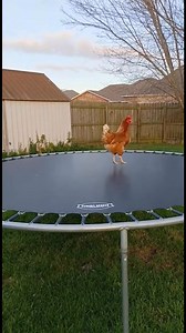 Imagine finding this in your backyard 😂 | America Now