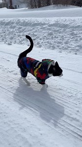 525K views · 19K reactions | Starman Meowrio ⭐️ Fitz - 1.5 year old...