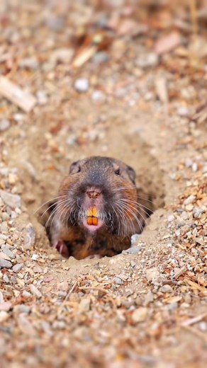 cinchtraps on TikTok