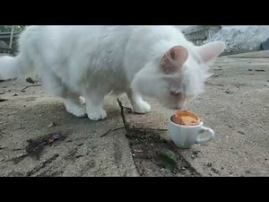 PLUME A 13 ANS !! 130 SAVEURS #5 (menu de la campagne)