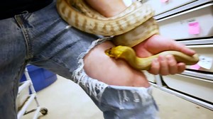 B神日常之遭蛇咬