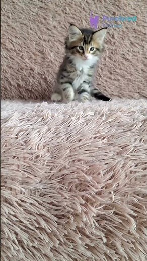 Adopt Adam: Norwegian Forest Kitten 🐾 Black Mackerel Tabby with White | Playful! #NorwegianForest