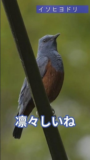 【野鳥#143】 イソヒヨドリ、春のさえずりに包まれて、そっと羽を整える ＠修善寺温泉 20260419 #shorts #birdsounds #wildlife
