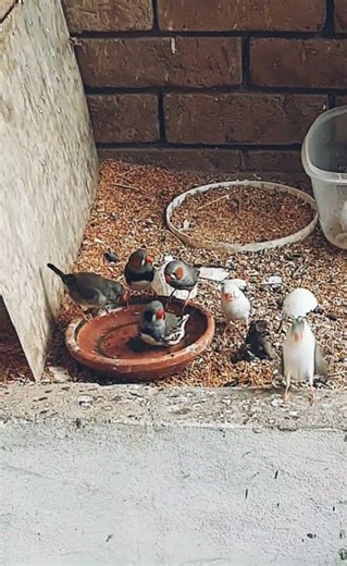 Best thing about summer is pool time. #viralvideo #birds #zebrafinch #viral #birdsounds