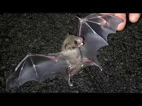 Following a Kitten's Cry, I Found an Injured Baby Bat | Rescue Animals