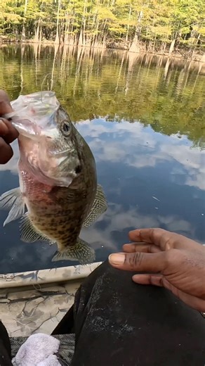 Slab Wednesday! Fishing 3ft deep with a 1/16 black and chartreuse jig using a 15 foot pole! #acccrappiestix #love #zen #crappie #Arkansas #crappiefishing #garminmarine #livescope | Crappie Slanger