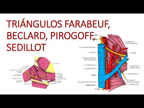 TRIÁNGULOS DEL CUELLO (Triángulo de Farabeuf, Beclard, Pirogoff y Sedillot)