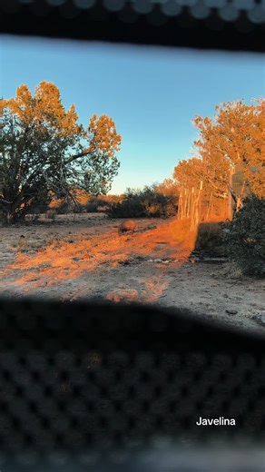 Deer blind views. Just being able to watch wildlife so close is a feeling thats hard to explain until you experience it. #fyp #javelina #hunting #archeryhunting #arizona